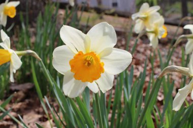 Sarı ve Turuncu Nergis Çiçekleri Bahar Güneşi 'nde Parlıyor.