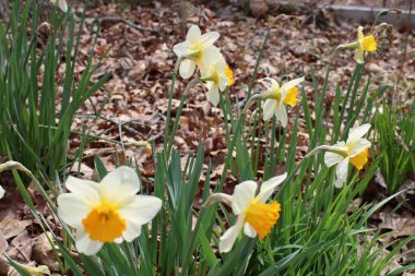 Sarı ve Turuncu Nergis Çiçekleri Bahar Güneşi 'nde Parlıyor.