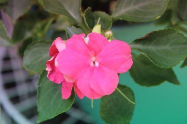 Parlak Pembe Çiçekler Bahçede büyüyor 