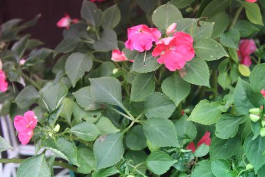 Parlak Pembe Çiçekler Bahçede büyüyor 