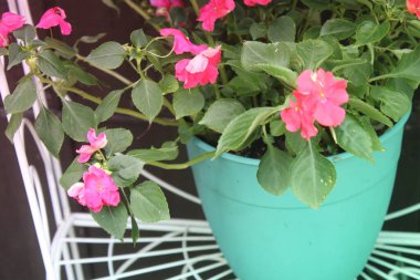 Parlak Pembe Çiçekler Bahçede büyüyor 