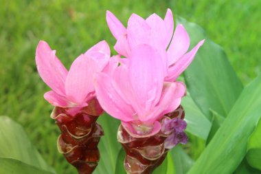 Pink Curcuma Alismatifolia Siam Tulip Flower Blooming In A FlowerBed.