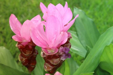 Pink Curcuma Alismatifolia Siam Tulip Flower Blooming In A FlowerBed.