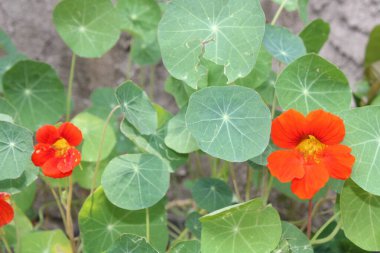 Parlak kırmızı kamelya çiçekleri Parlak günışığında çiçek açar 