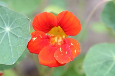 Parlak kırmızı kamelya çiçekleri Parlak günışığında çiçek açar 