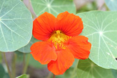 Parlak kırmızı kamelya çiçekleri Parlak günışığında çiçek açar 