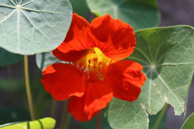 Parlak kırmızı kamelya çiçekleri Parlak günışığında çiçek açar 