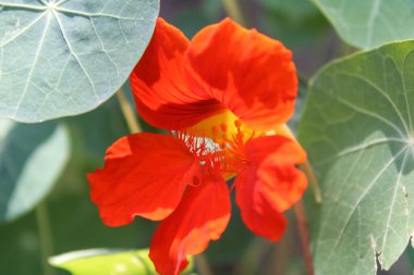 Parlak kırmızı kamelya çiçekleri Parlak günışığında çiçek açar 