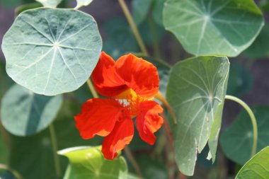 Parlak kırmızı kamelya çiçekleri Parlak günışığında çiçek açar 