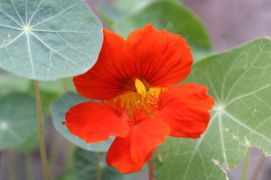 Parlak kırmızı kamelya çiçekleri Parlak günışığında çiçek açar 