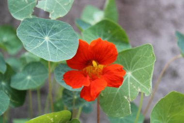 Parlak kırmızı kamelya çiçekleri Parlak günışığında çiçek açar 