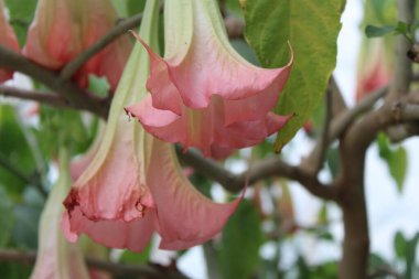 Pembe Trompet Çalılığı Çiçek Açtı