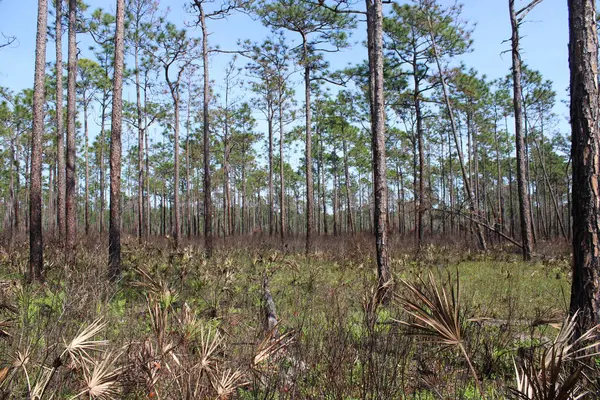 Pensacola Florida 'daki Tarkiln Bayou Parkı çevresindeki manzara. 