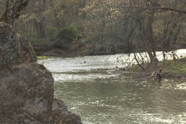 Inwood WV 'nin kırsal dağlarındaki dere kenarındaki manzara.. 