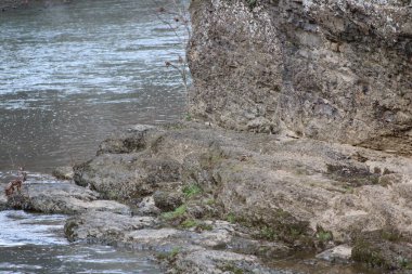 Inwood WV 'nin kırsal dağlarındaki dere kenarındaki manzara.. 