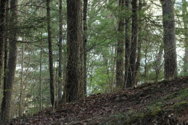 Inwood WV 'nin kırsal dağlarındaki dere kenarındaki manzara.. 