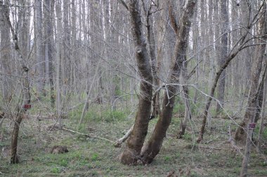 Inwood WV 'nin kırsal dağlarındaki dere kenarındaki manzara.. 