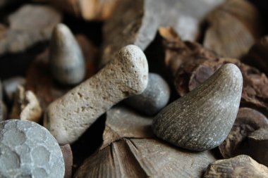 Farklı Türlerin Fosil Koleksiyonu Yığının İçinde. 