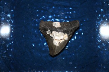 Megalodon Köpekbalığı Dişleri Renkli Arkaplanda Görünüyor. 