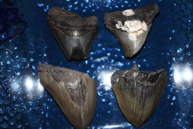 Megalodon Köpekbalığı Dişleri Renkli Arkaplanda Görünüyor. 