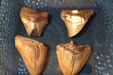 Megalodon Sharks Teeth On Display With A Colored Background.  clipart