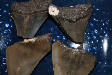 Megalodon Köpekbalığı Dişleri Renkli Arkaplanda Görünüyor. 