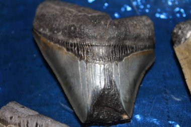 Megalodon Köpekbalığı Dişleri Renkli Arkaplanda Görünüyor. 