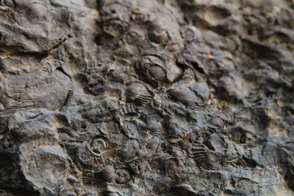 stock image Fossil Collection Of Different Species Laid In A Pile. 