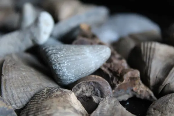 stock image Fossil Collection Of Different Species Laid In A Pile. 