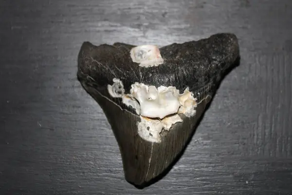 stock image Megalodon Sharks Teeth On Display With A Colored Background. 