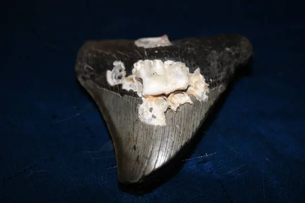 stock image Megalodon Sharks Teeth On Display With A Colored Background. 