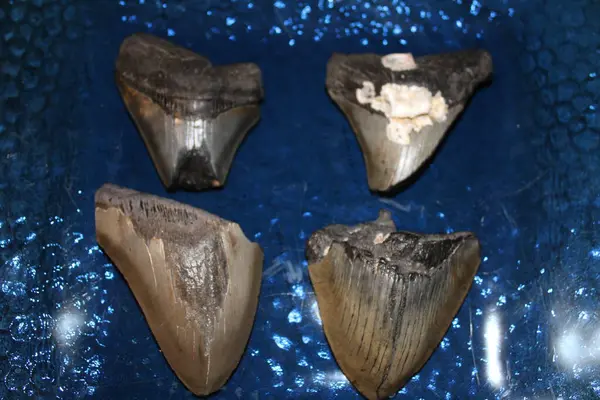 stock image Megalodon Sharks Teeth On Display With A Colored Background. 