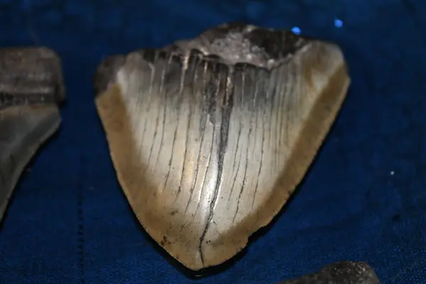 stock image Megalodon Sharks Teeth On Display With A Colored Background. 