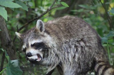 Louisiana 'da Bal Adası Bataklık Turu' nda Marshmallow Yiyen Rakun. 