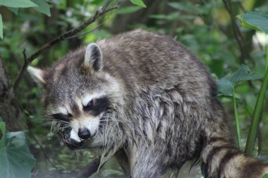 Racoon vahşi 