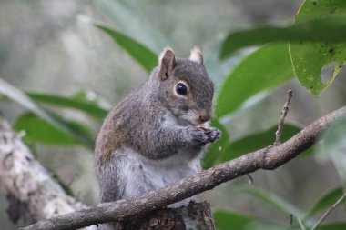 Ağaç dalındaki ağaçlarda tatlı gri sincap.. 