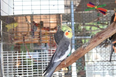 Bir hayvan koruma parkında kapalı bir kafese kapatılmış Tropik Parlak Papağan. 