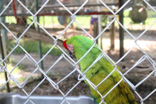 stock image Tropical Bright Colored Parrot In A Fenced In Caged Enclosed  Aviary At An Animal Conservation Park. 