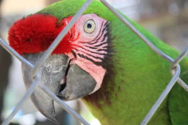 stock image Tropical Bright Colored Parrot In A Fenced In Caged Enclosed  Aviary At An Animal Conservation Park. 