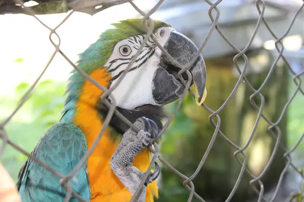 stock image Tropical Bright Colored Parrot In A Fenced In Caged Enclosed  Aviary At An Animal Conservation Park. 