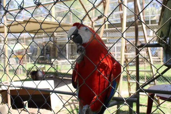 stock image Tropical Bright Colored Parrot In A Fenced In Caged Enclosed  Aviary At An Animal Conservation Park. 