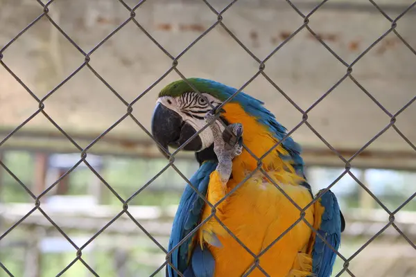 stock image Tropical Bright Colored Parrot In A Fenced In Caged Enclosed  Aviary At An Animal Conservation Park. 