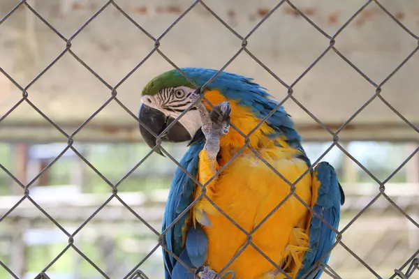 stock image Tropical Bright Colored Parrot In A Fenced In Caged Enclosed  Aviary At An Animal Conservation Park. 