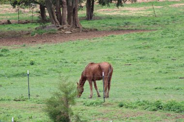 Tennessee 'de bir çiftlikte beyaz ve kahverengi atlar otluyor.. 