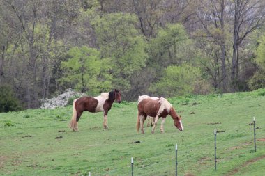 Tennessee 'de bir çiftlikte beyaz ve kahverengi atlar otluyor.. 