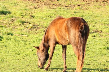 Tennessee 'de bir çiftlikte beyaz ve kahverengi atlar otluyor.. 