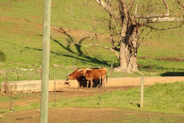 Tennessee 'de bir çiftlikte beyaz ve kahverengi atlar otluyor.. 