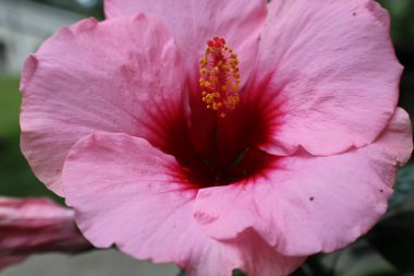 Pembe Başörtüsü Çiçeği Tamamen Çiçek Yakından. 