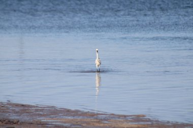 Büyük Akbalıkçıl Suyu olan bir körfezde yürüyor. 