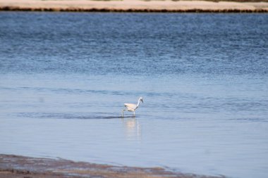 Büyük Akbalıkçıl Suyu olan bir körfezde yürüyor. 